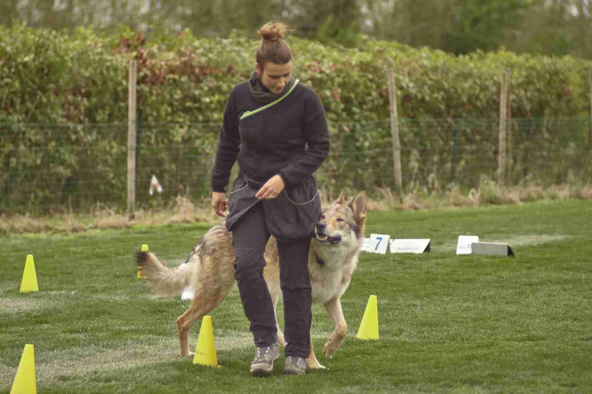 Entrenador de perros