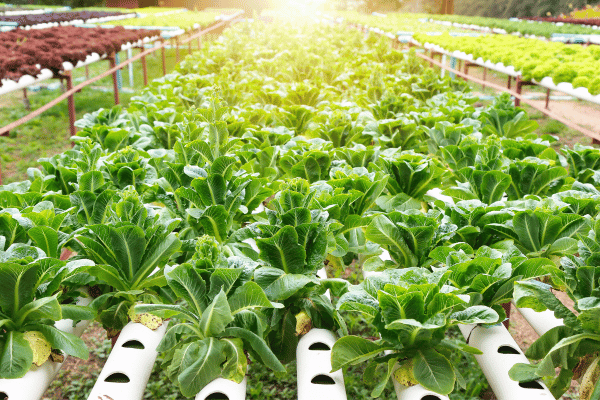 Curso Agricultura, Jardines y Viveros para Arraigo SocioFormativo